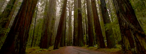 G. I am planning a trip to drive through the redwoods and do a much needed photography trip.